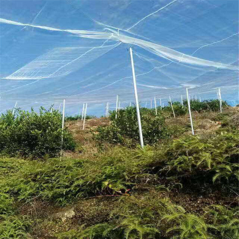 Fruit Tree Anti-bird Nets, Orchard Fish Pond Breeding Nets, Greenhouse Protection Nets, Anti-bird Nets