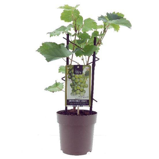 Weinrebe - Weintraube - Vitis Muscat d'Alexandrie - Ø15cm - ↕40cm-0