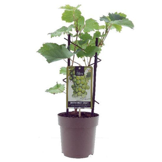 Weinrebe - Weintraube - Vitis Muscat d'Alexandrie - Ø15cm - ↕40cm-0