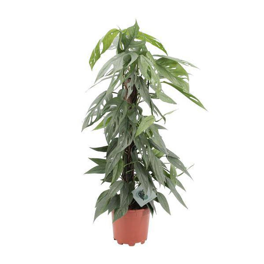Efeutute - Epipremnum Cebu Blau - Zimmerpflanze - Ø17cm - ↕65cm-0